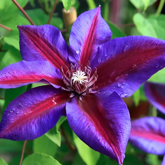 Red Purple Clematis Flower seeds for Planting Seasonal Bloomer Heirloom & GMO Free Seeds for Home Garden
Sale seeds for home garden planting