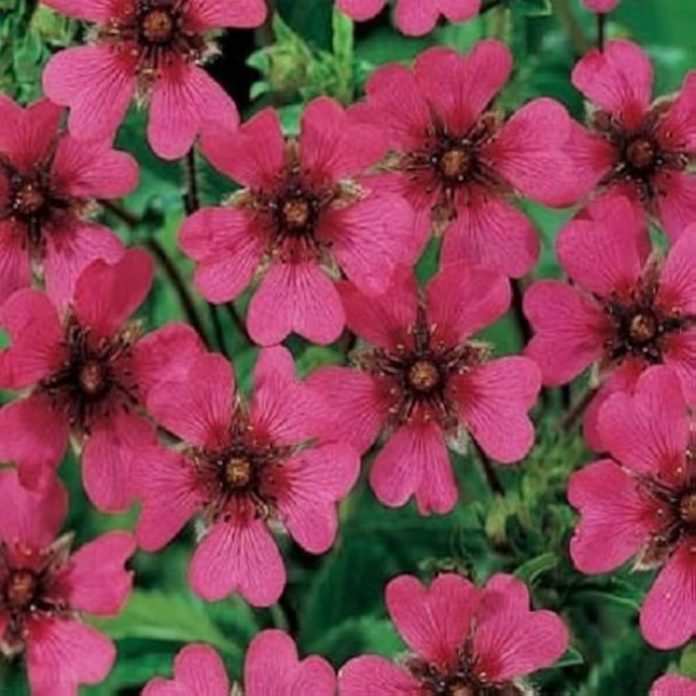 Pink Potentilla Nepalensis Flower seeds for Planting - Cut Flower Favorite, Heirloom & GMO Free Seeds for Home Garden
Sale seeds for planting in home garden