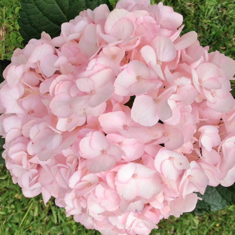 Baby Pink Hydrangea Flower seeds for Planting Premium Quality Heirloom & GMO Free Seeds for Home Garden
Sale seeds for home garden planting