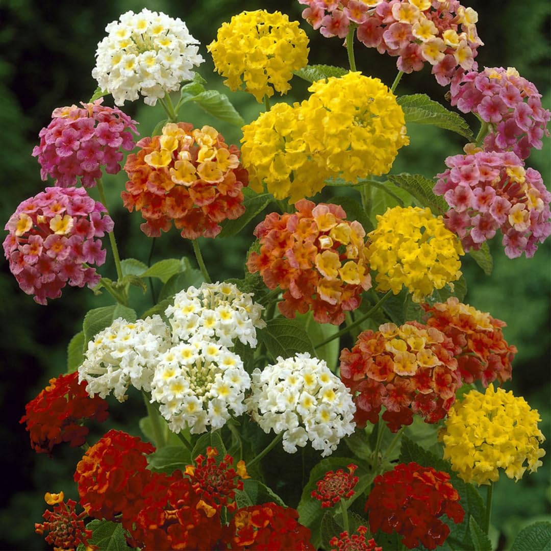 Mixed Lantana Camara Flower seeds for Planting Compact Growth Heirloom & GMO Free Seeds for Home Garden
Sale seeds for home garden planting