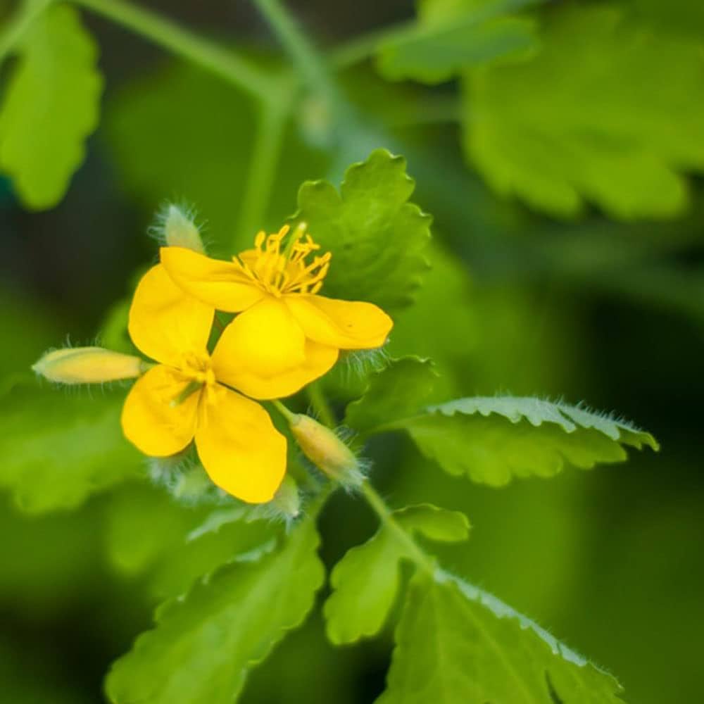 Celandine Flower seeds for Planting Pollinator Friendly Heirloom & GMO Free Seeds for Home Garden
Sale seeds for home garden planting