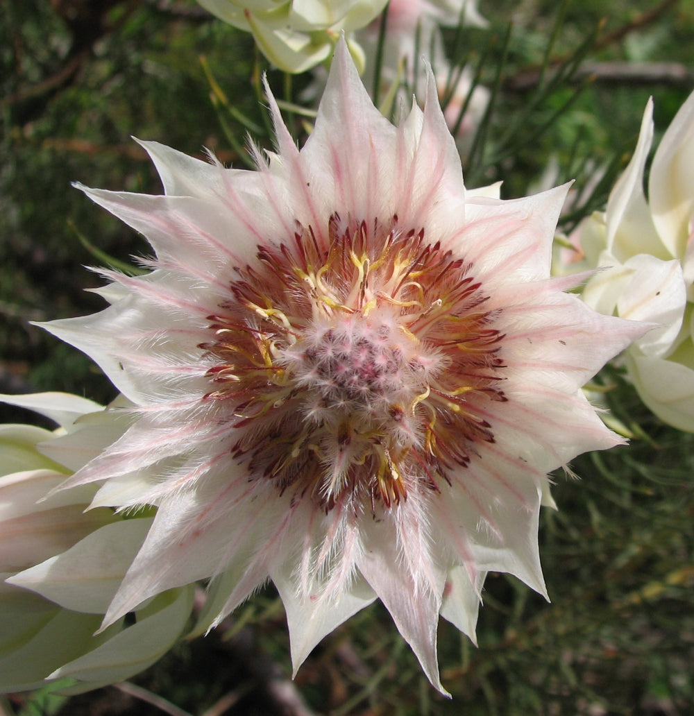 Serruria Flower seeds for Planting Cut Flower Favorite Heirloom & GMO Free Seeds for Home Garden
Sale seeds for home garden planting