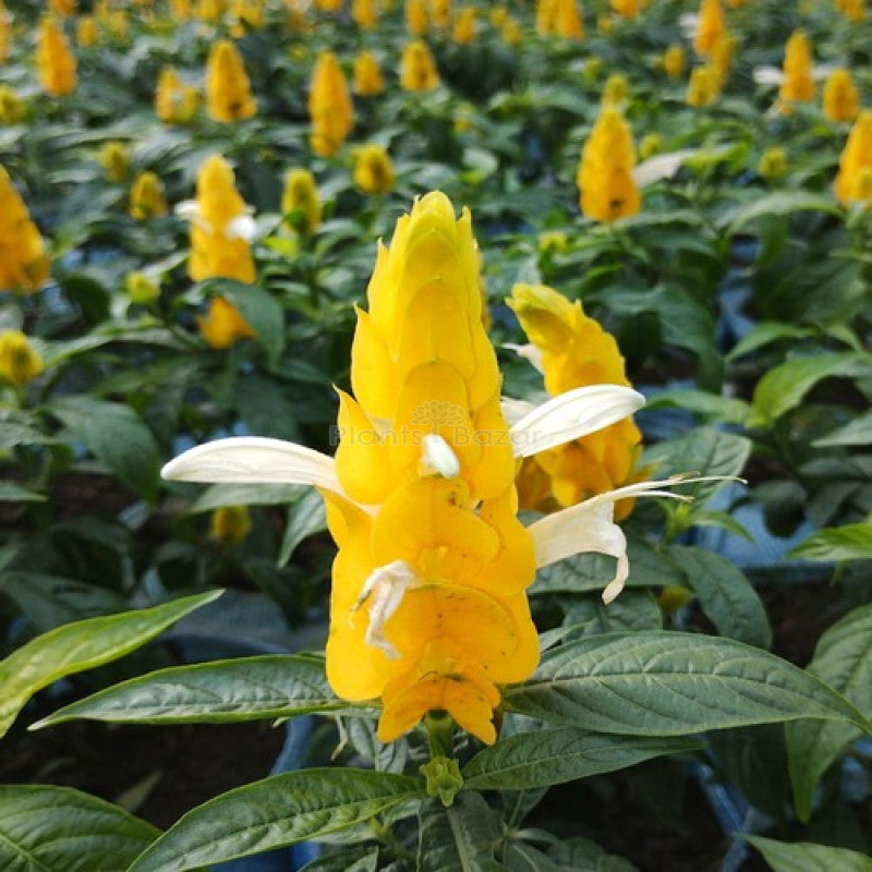 Yellow Crossandra Flower seeds for Planting - Garden Favorite, Heirloom & GMO Free Seeds for Home Garden
Sale seeds for planting in home garden