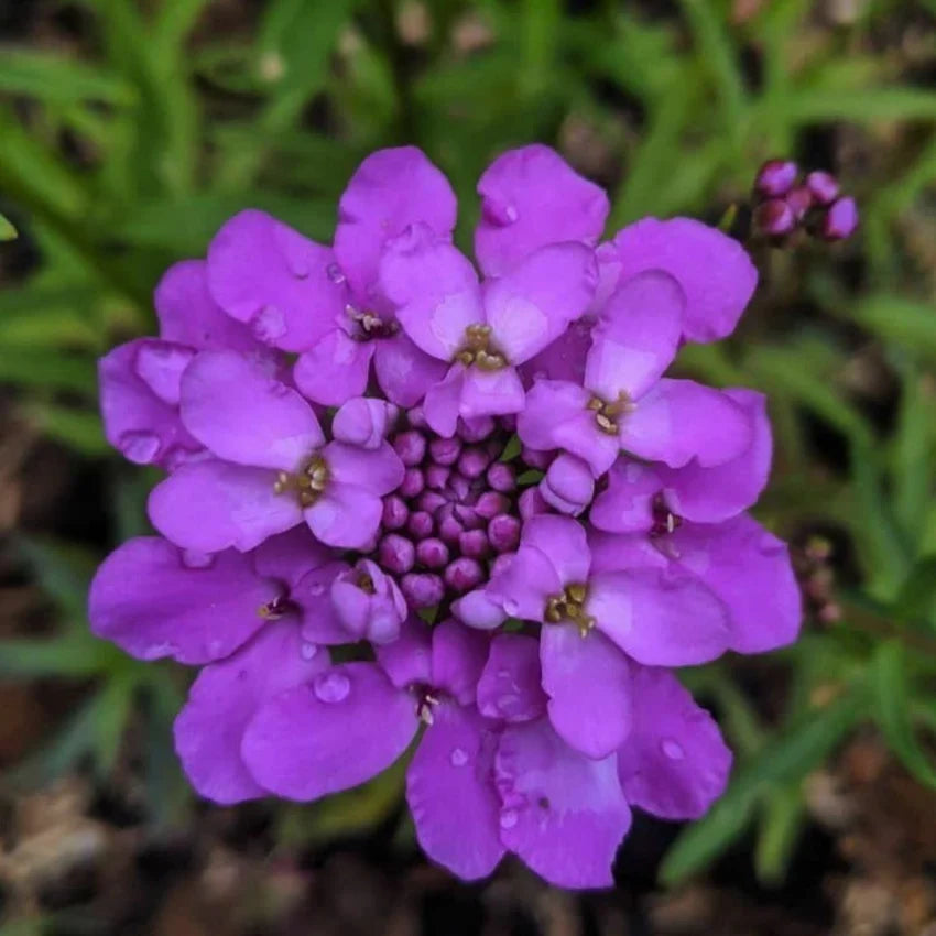 Violet Iberis Flower seeds for Planting - Hardy Variety, Heirloom & GMO Free Seeds for Home Garden
Sale seeds for planting in home garden