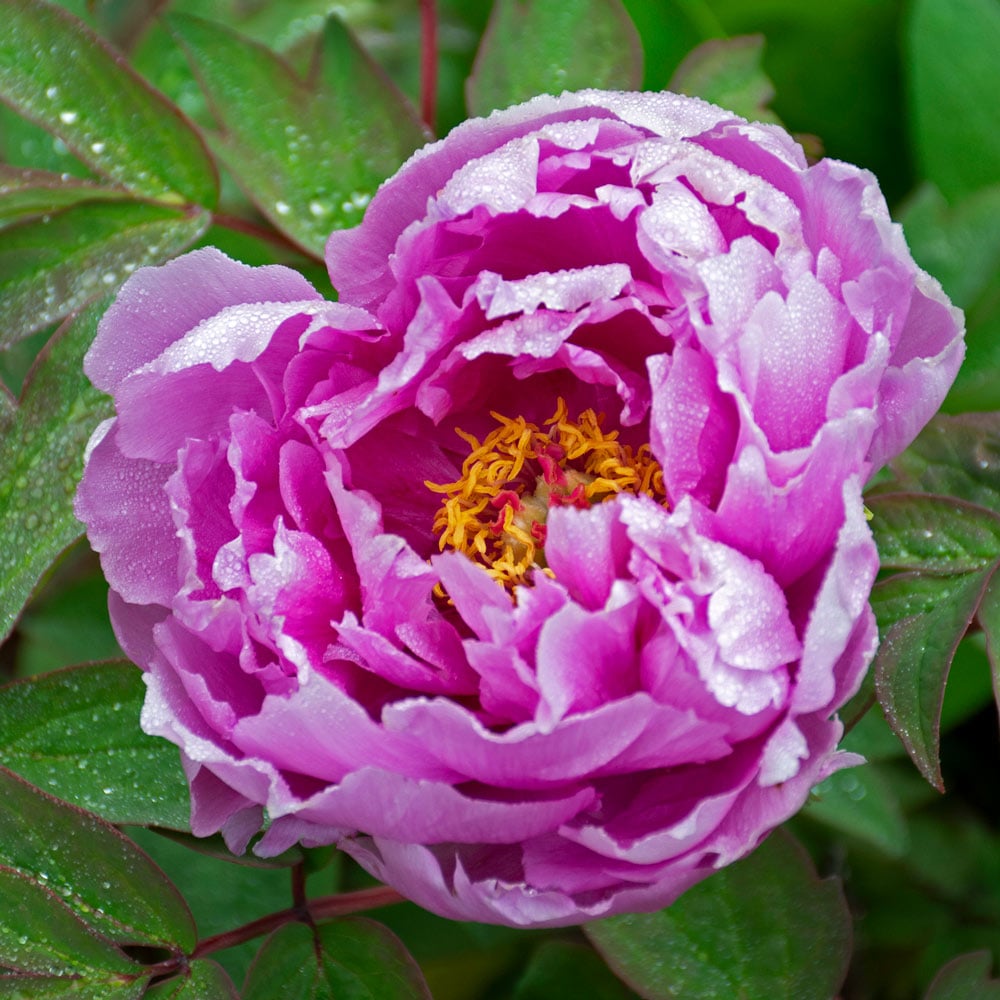 Purple Paeonia Suffruticosa Flower seeds for Planting - Hardy Variety, Heirloom & GMO Free Seeds for Home Garden
Sale seeds for planting in home garden