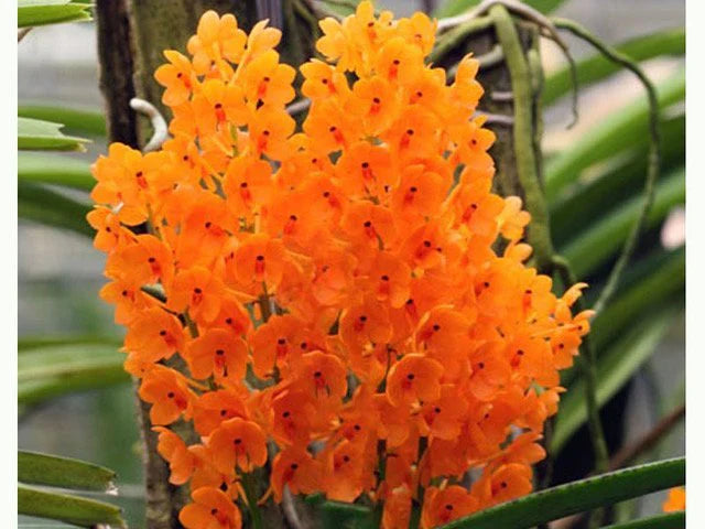 Light Yellow Ascocentrum Flower seeds for Planting - Hardy Variety, Heirloom & GMO Free Seeds for Home Garden
Sale seeds for planting in home garden