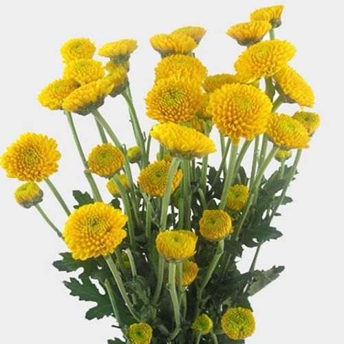 Yellow Button Flower seeds for Planting Low Maintenance Heirloom & GMO Free Seeds for Home Garden
Sale seeds for home garden planting