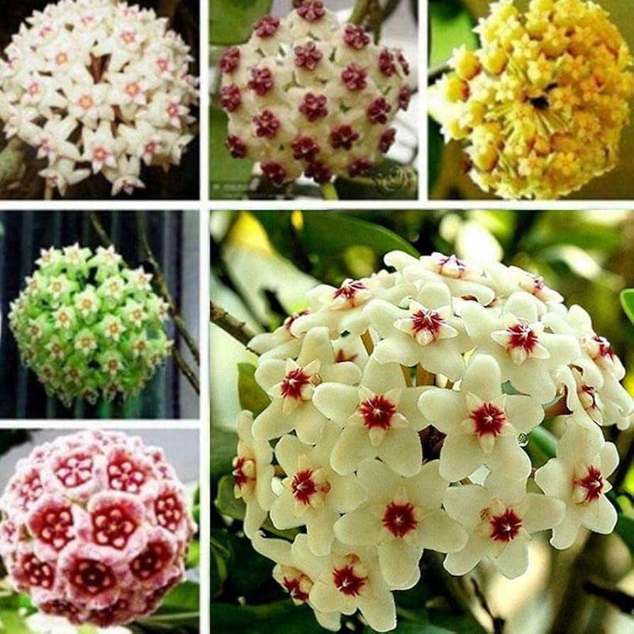 Mixed Hoya Flower seeds for Planting Cut Flower Favorite Heirloom & GMO Free Seeds for Home Garden
Sale seeds for home garden planting