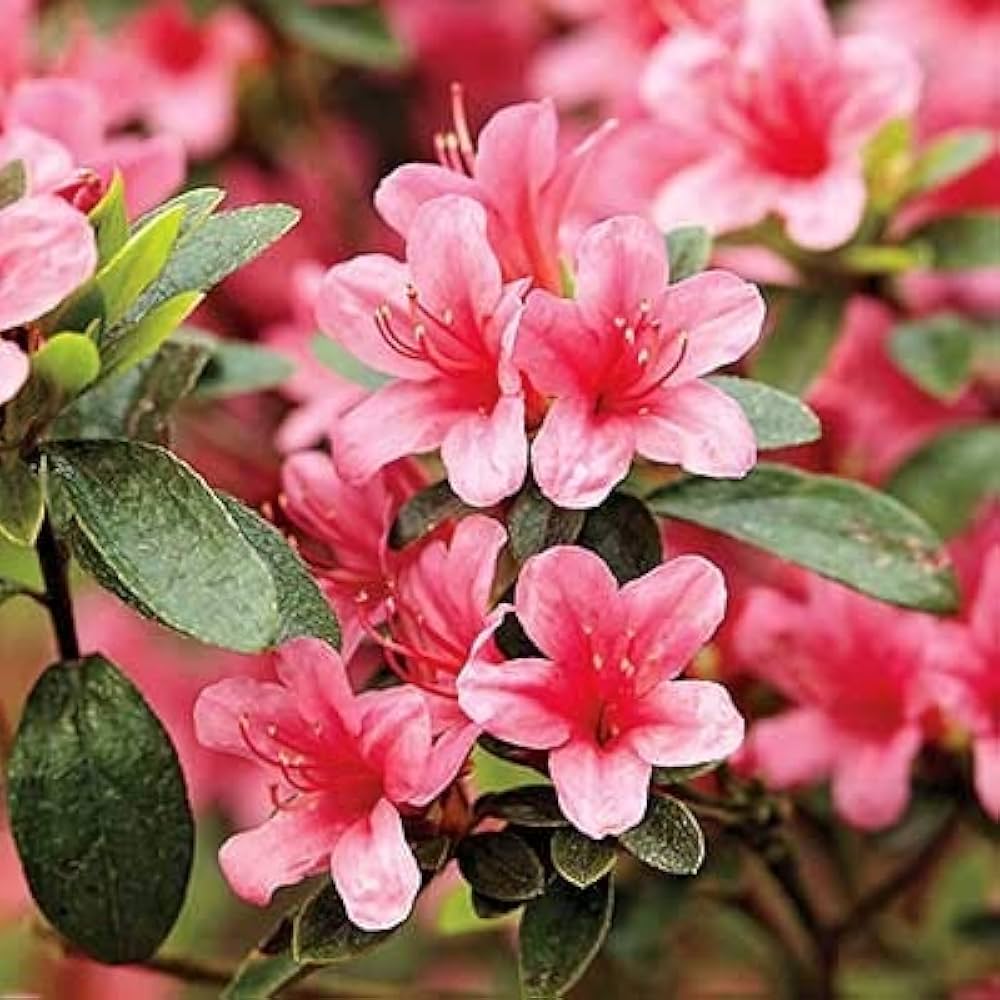 Pink Azalea Flower seeds for Planting Cottage Garden Essential Heirloom & GMO Free Seeds for Home Garden
Sale seeds for home garden planting