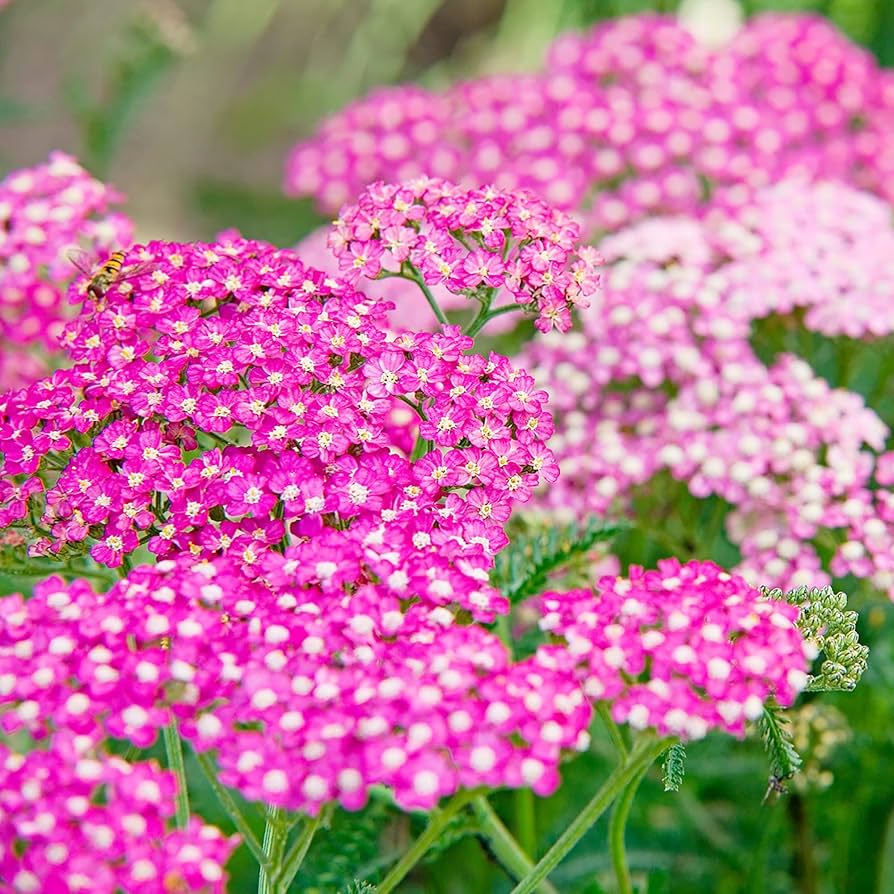 Cerise Achillea Flower seeds for Planting Sun Loving Heirloom & GMO Free Seeds for Home Garden
Sale seeds for home garden planting