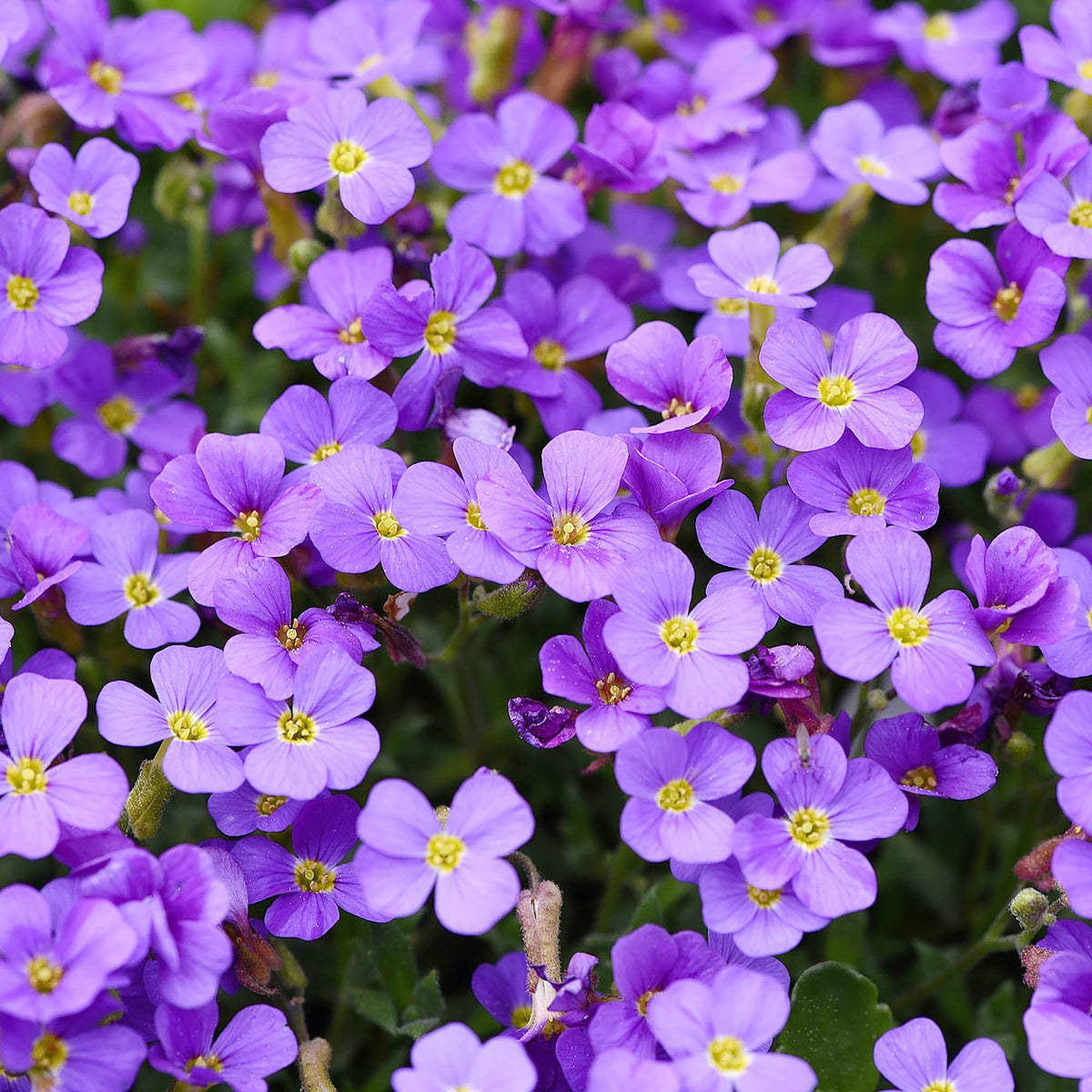 Purple Aubrieta Deltoidea Flower seeds for Planting Garden Favorite Heirloom & GMO Free Seeds for Home Garden
Sale seeds for home garden planting