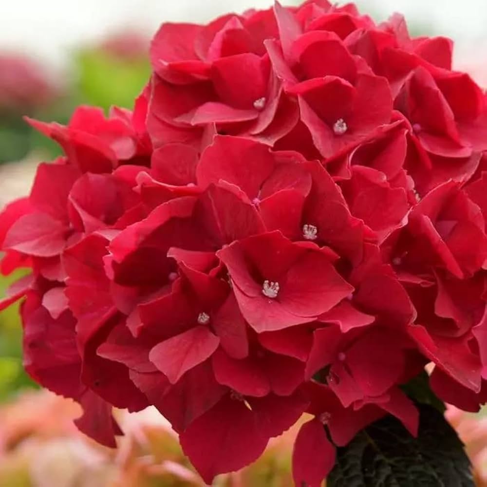 Deep Red Hydrangea Flower seeds for Planting Hardy Variety Heirloom & GMO Free Seeds for Home Garden
Sale seeds for home garden planting