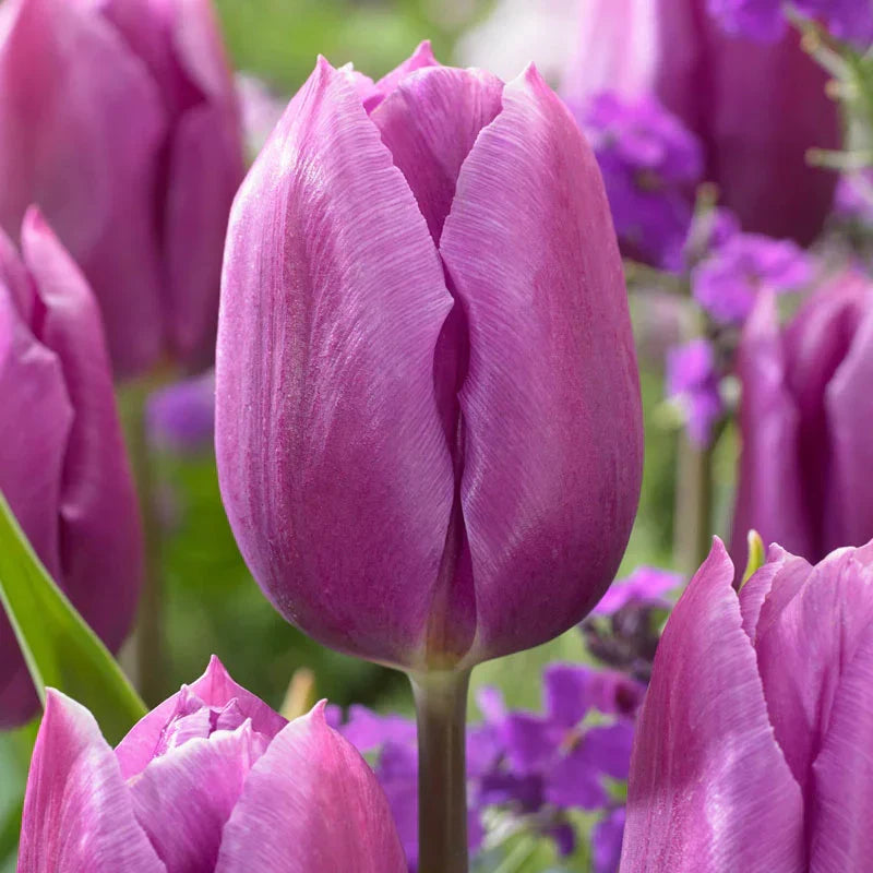 Purple Tulip Flower seeds for Planting Compact Growth Heirloom & GMO Free Seeds for Home Garden
Sale seeds for home garden planting