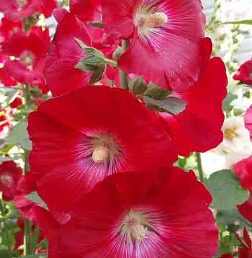 Red Hollyhock Alcea Flower seeds for Planting - Drought Tolerant, Heirloom & GMO Free Seeds for Home Garden
Sale seeds for planting in home garden