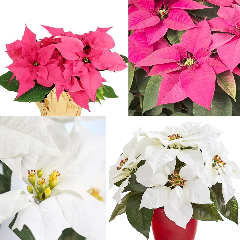 Mixed Poinsettia Flower seeds for Planting - Garden Favorite, Heirloom & GMO Free Seeds for Home Garden
Sale seeds for planting in home garden