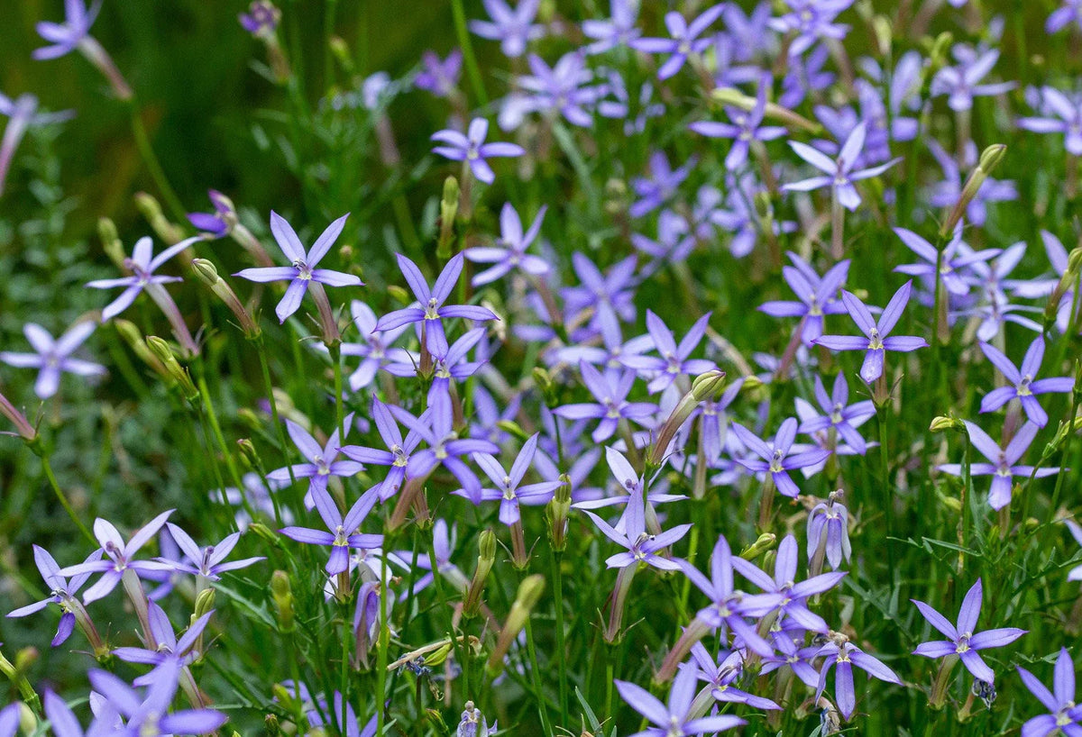 Blue Laurentia Flower seeds for Planting - Vibrant Colors, Heirloom & GMO Free Seeds for Home Garden
Sale seeds for planting in home garden