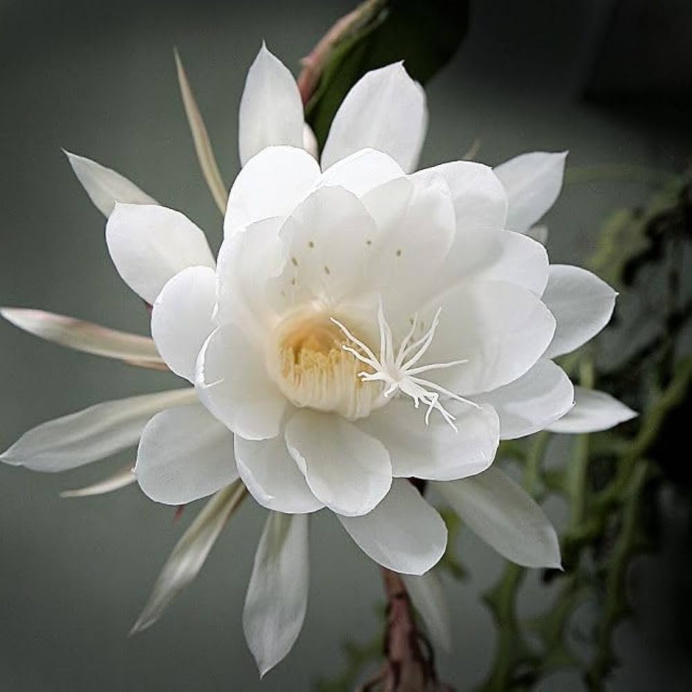 White Epiphyllum Oxypetalum Flower seeds for Planting Cottage Garden Essential Heirloom & GMO Free Seeds for Home Garden
Sale seeds for home garden planting