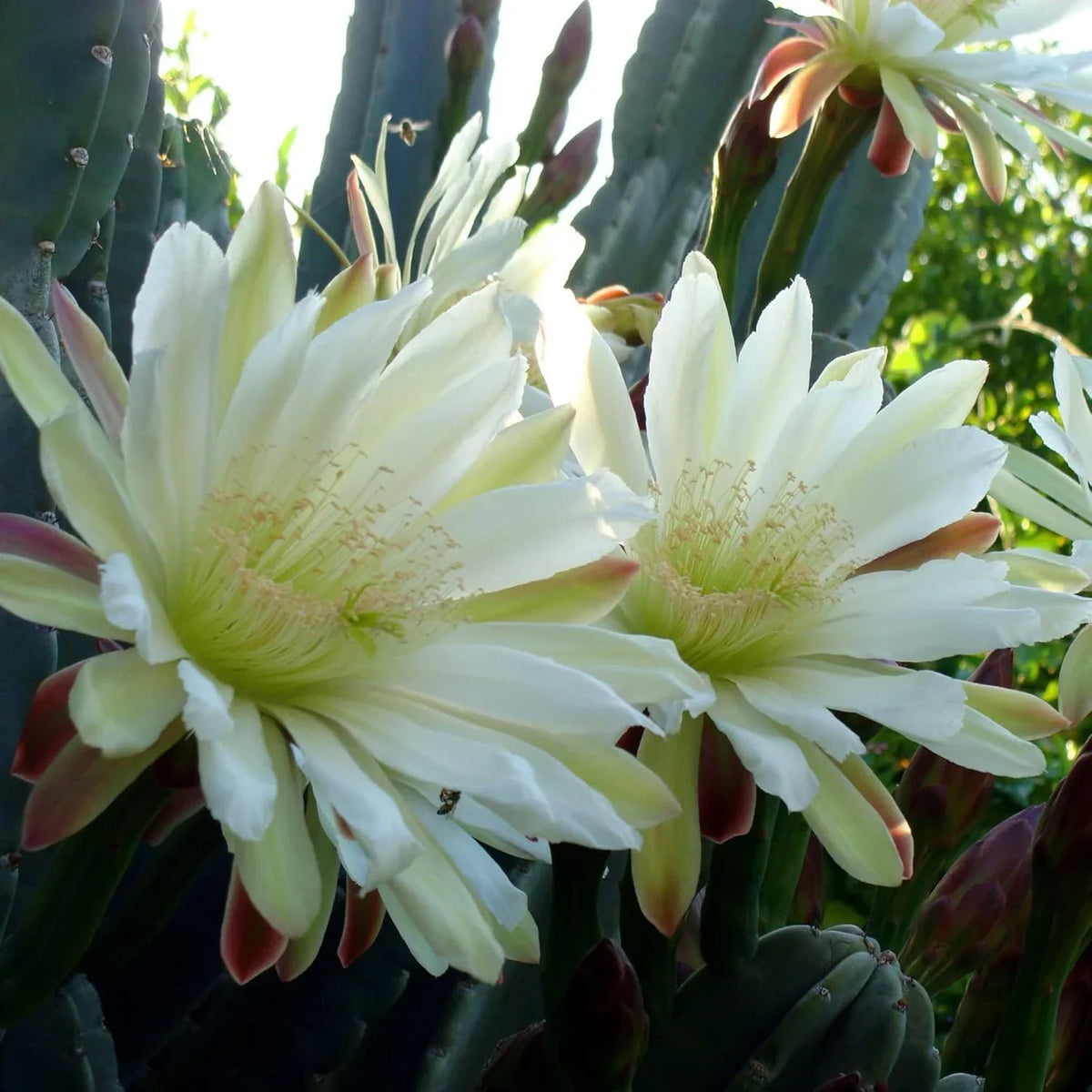 Cereus Flower seeds for Planting - Perfect for Borders, Heirloom & GMO Free Seeds for Home Garden
Sale seeds for planting in home garden