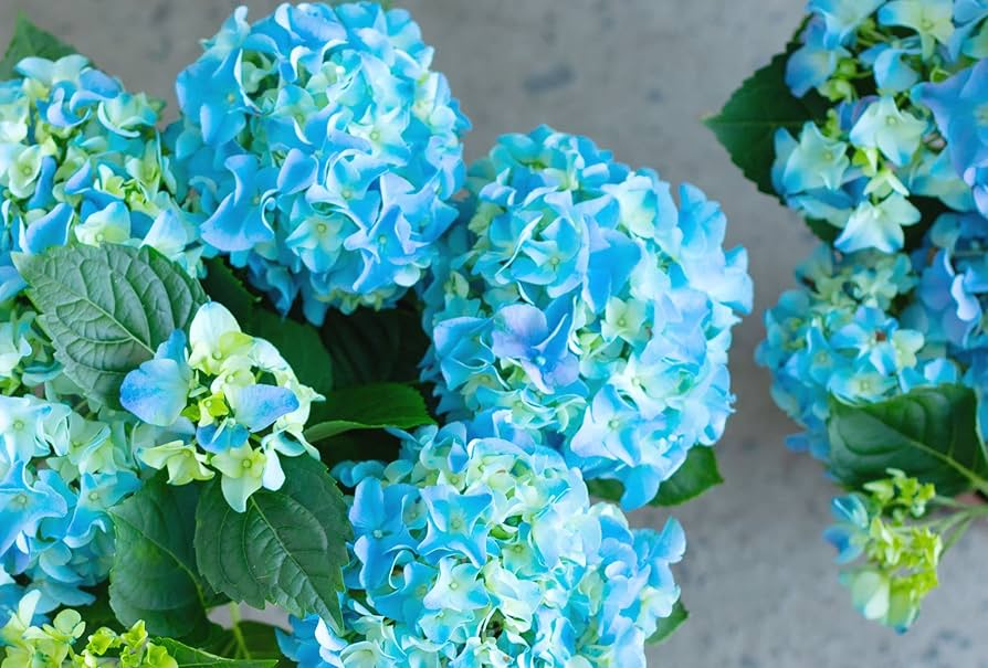 Sea Blue Hydrangea Flower seeds for Planting - Sun Loving, Heirloom & GMO Free Seeds for Home Garden
Sale seeds for planting in home garden