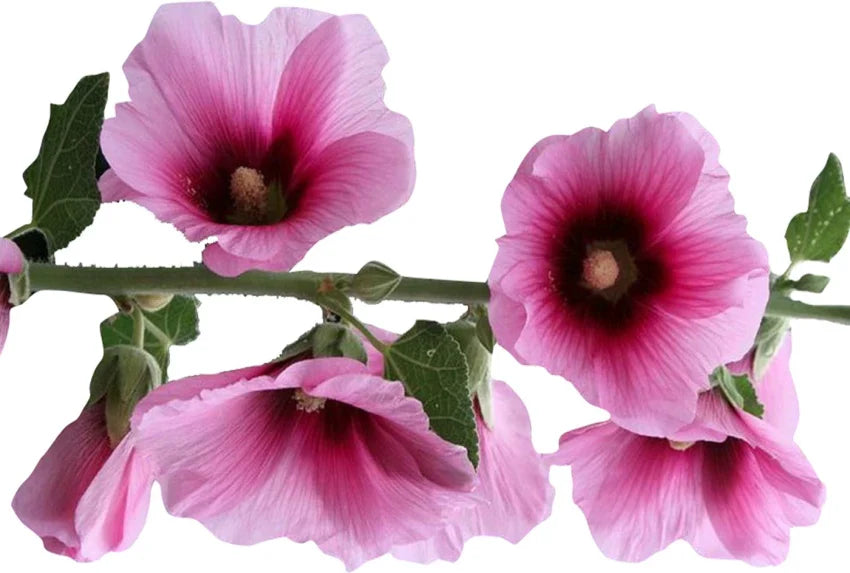Pink and Yellow Futaba Alcea Rosea Flower seeds for Planting - Drought Tolerant, Heirloom & GMO Free Seeds for Home Garden
Sale seeds for planting in home garden