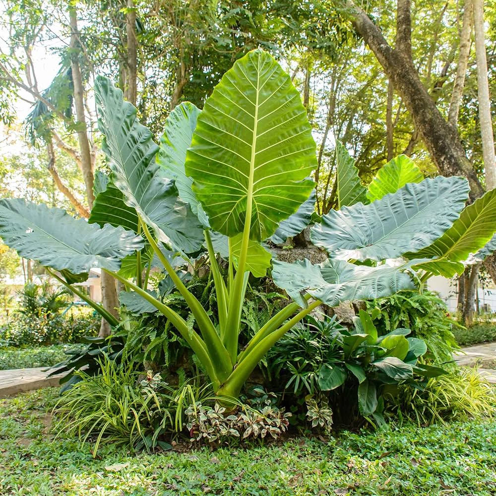 Alocasia Macrorrhiza Flower seeds for Planting Cut Flower Favorite Heirloom & GMO Free Seeds for Home Garden
Sale seeds for home garden planting