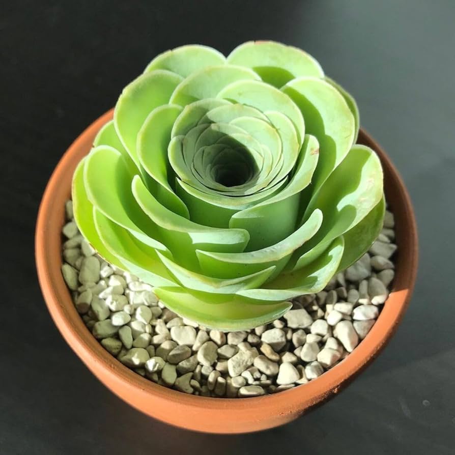 Canary Aeonium Flower seeds for Planting Pollinator Friendly Heirloom & GMO Free Seeds for Home Garden
Sale for planting in home garden