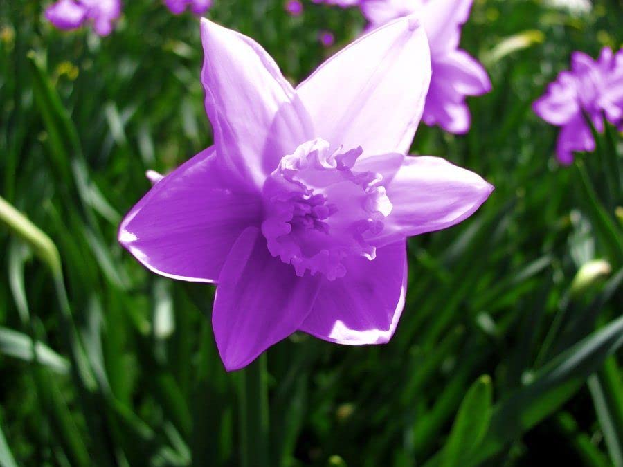 Daffodils Violet Flower seeds for Planting Garden Favorite Heirloom & GMO Free Seeds for Home Garden
Sale seeds for home garden planting
