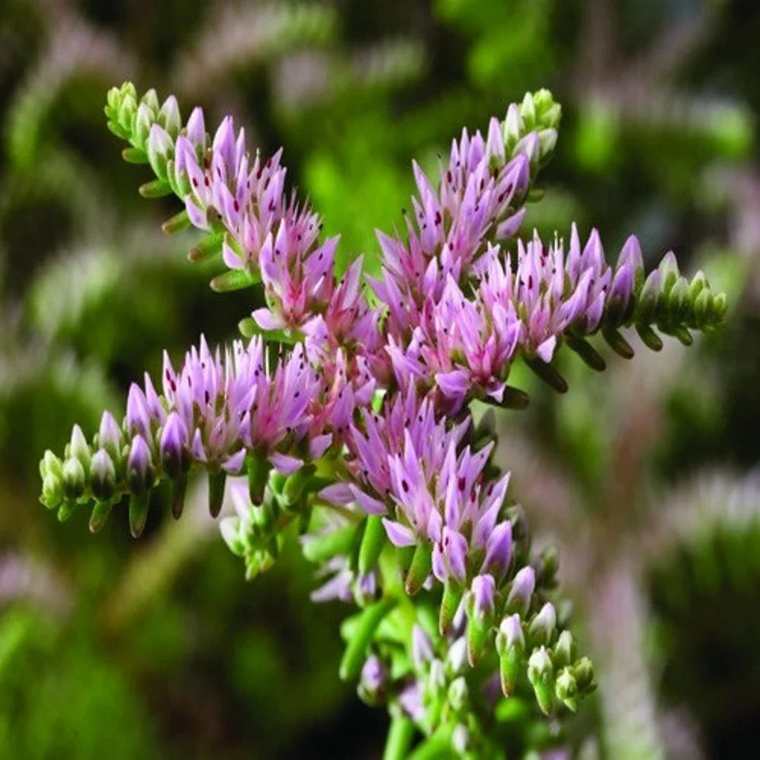Pink Green Sedum Seastar Flower seeds for Planting Pollinator Friendly Heirloom & GMO Free Seeds for Home Garden
Sale seeds for home garden planting