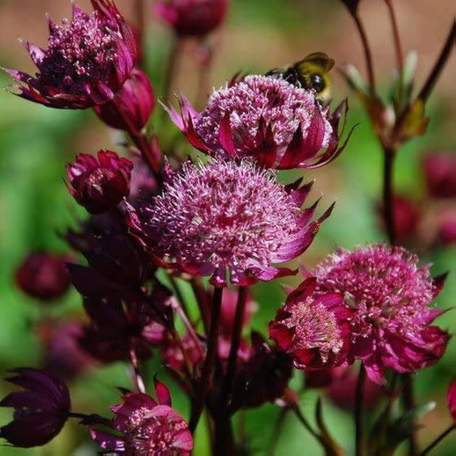 Purple Astrantia Flower seeds for Planting Shade Tolerant Heirloom & GMO Free Seeds for Home Garden
Sale seeds for home garden planting