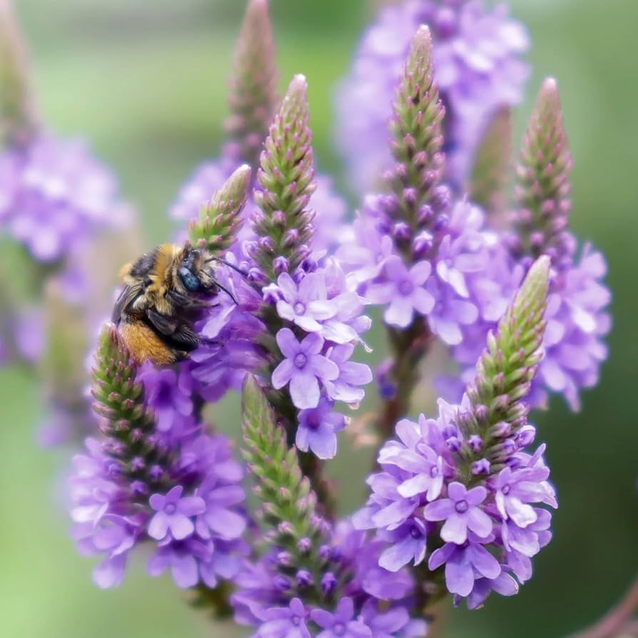 Vervain Hastata Flower seeds for Planting Seasonal Bloomer Heirloom & GMO Free Seeds for Home Garden
Sale seeds for home garden planting