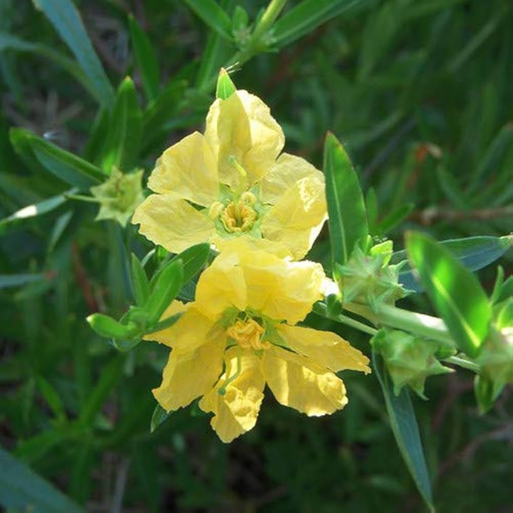 Yellow Heimia Flower seeds for Planting Shade Tolerant Heirloom & GMO Free Seeds for Home Garden
Sale seeds for home garden planting