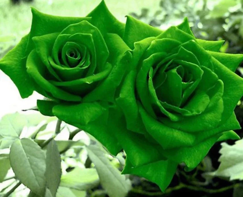 Green Dragon Rose Flower seeds for Planting - Low Maintenance, Heirloom & GMO Free Seeds for Home Garden
Sale seeds for planting in home garden