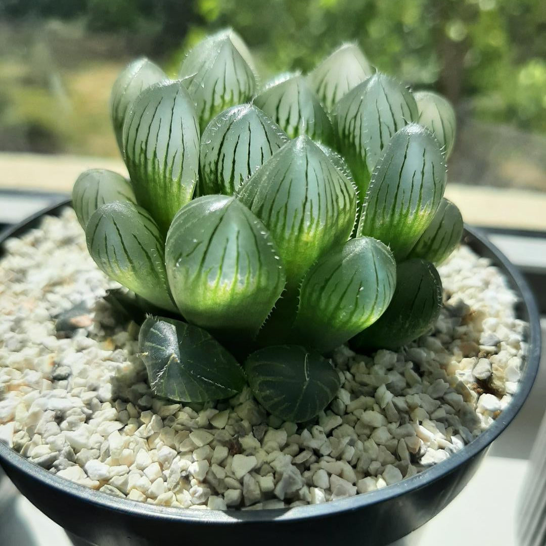 Haworthia Cooperi Flower seeds for Planting - Compact Growth, Heirloom & GMO Free Seeds for Home Garden
Sale for planting in home garden
