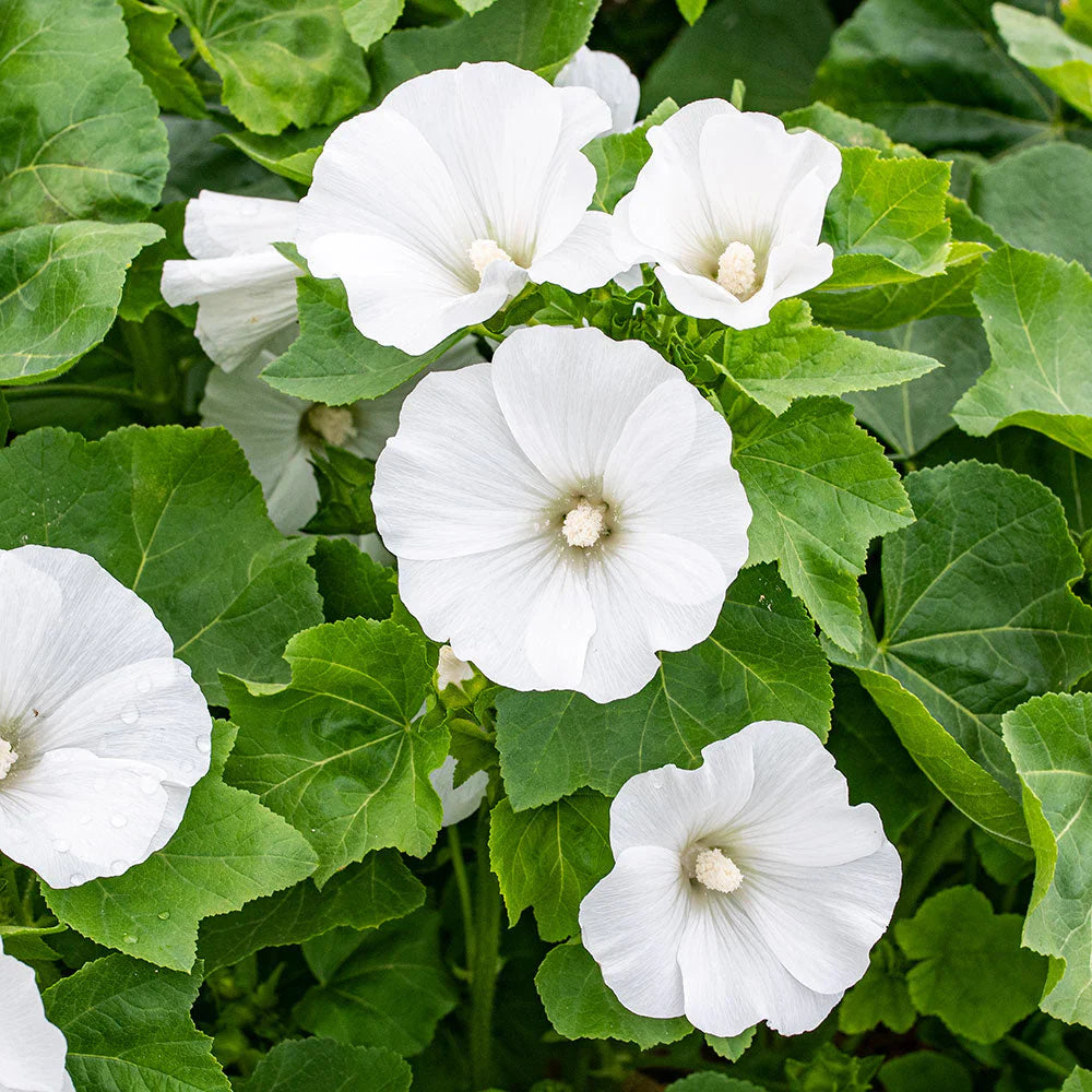 White Lavatera Flower seeds for Planting Drought Tolerant Heirloom & GMO Free Seeds for Home Garden
Sale seeds for home garden planting