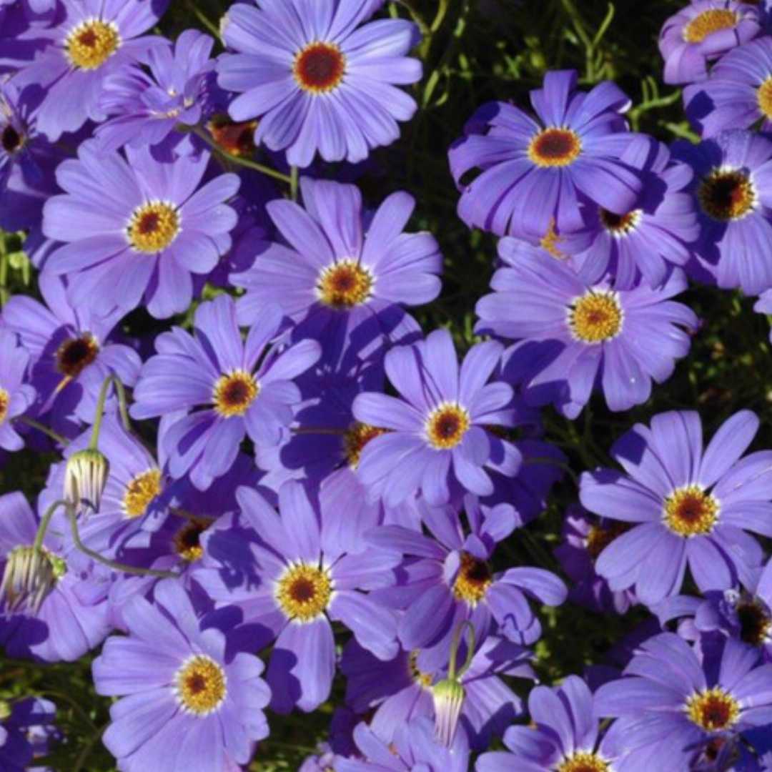 Purple Flower Pot Flower seeds for Planting - Premium Quality, Heirloom & GMO Free Seeds for Home Garden
Sale seeds for planting in home garden