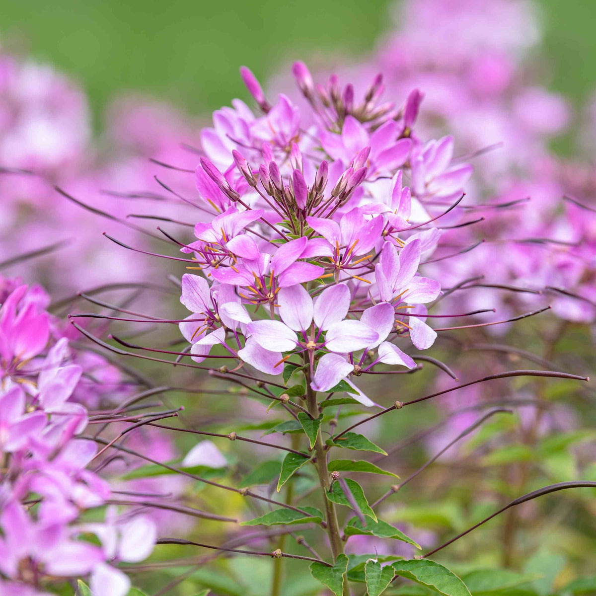Pink Cleome Flower seeds for Planting Low Maintenance Heirloom & GMO Free Seeds for Home Garden
Sale seeds for home garden planting