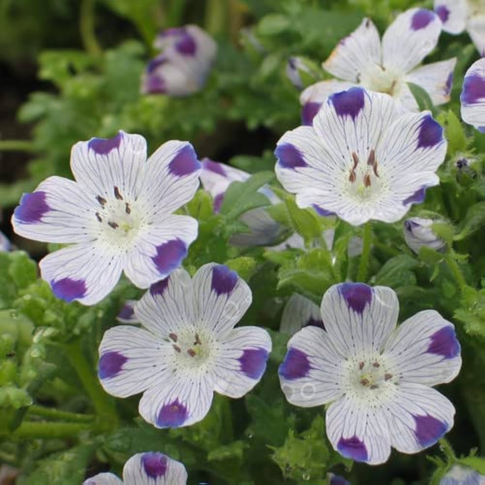 White Blue Maculata Flower seeds for Planting Seasonal Bloomer Heirloom & GMO Free Seeds for Home Garden
Sale seeds for home garden planting