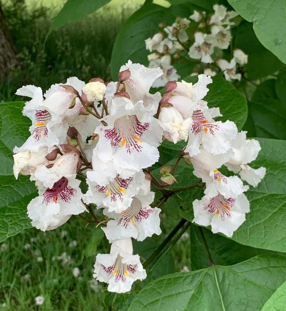 Catalpa Flower seeds for Planting - Drought Tolerant, Heirloom & GMO Free Seeds for Home Garden
Sale seeds for planting in home garden