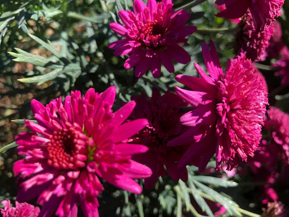 Heirloom Pink Argyranthemum Flower seeds for Planting - Hardy Variety, Heirloom & GMO Free Seeds for Home Garden
Sale seeds for planting in home garden