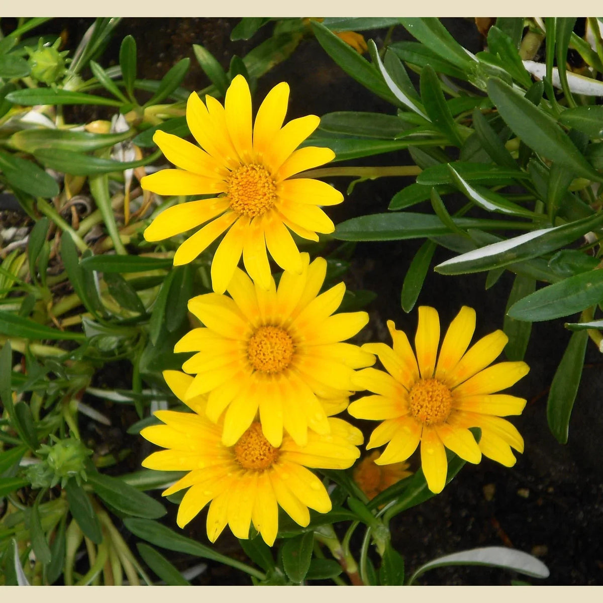 Yellow Gazania Flower seeds for Planting Long Bloom Season Heirloom & GMO Free Seeds for Home Garden
Sale seeds for home garden planting