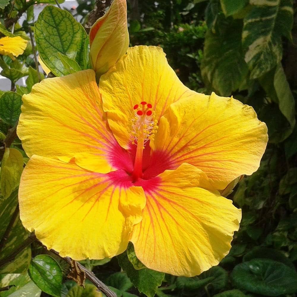 Clear Hibiscus Flower seeds for Planting Drought Tolerant Heirloom & GMO Free Seeds for Home Garden
Sale seeds for home garden planting