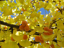 Ginkgo Flower seeds for Planting - Sun Loving, Heirloom & GMO Free Seeds for Home Garden
Sale seeds for planting in home garden