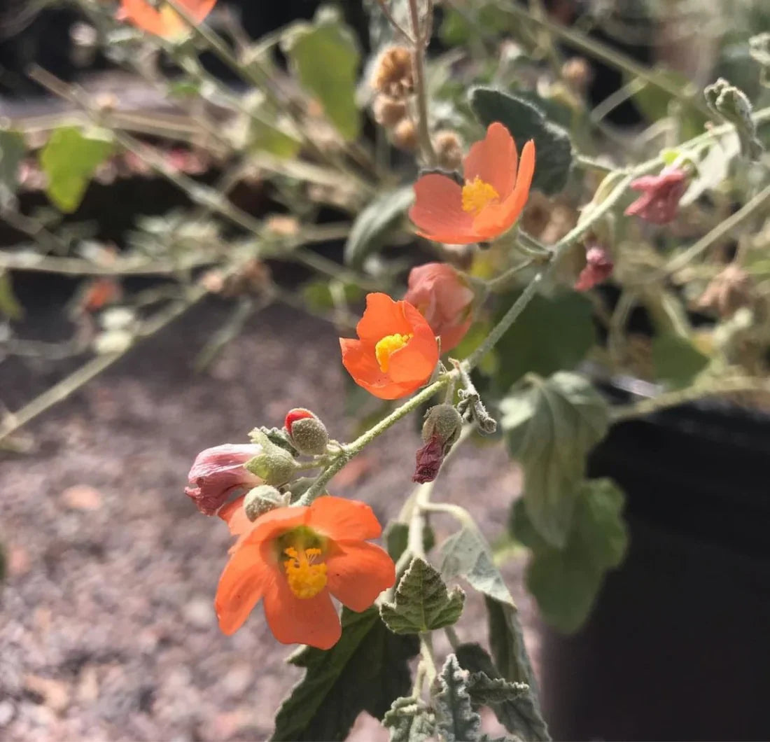 Globemallow Flower seeds for Planting Colorful Display Heirloom & GMO Free Seeds for Home Garden
Sale for planting in home garden