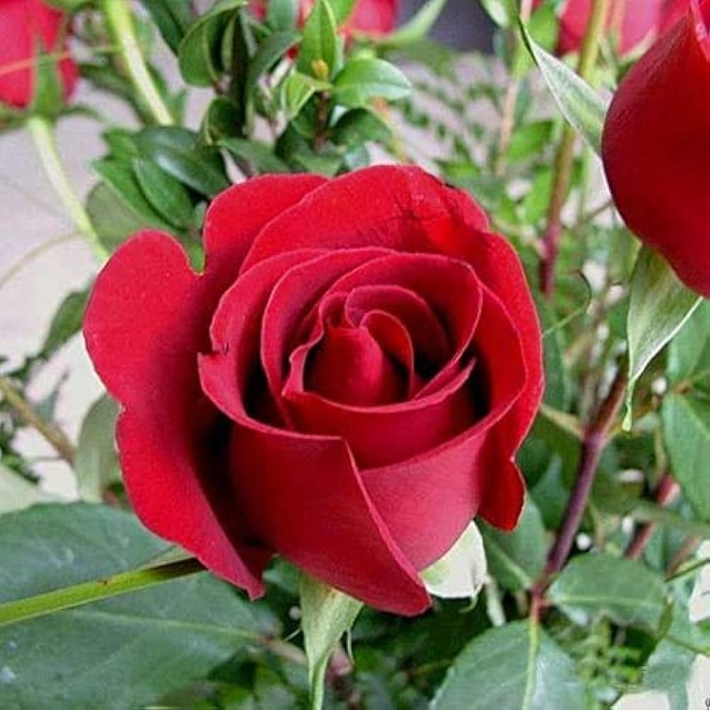Full Red Rose Flower seeds for Planting - Long Bloom Season, Heirloom & GMO Free Seeds for Home Garden
Sale seeds for planting in home garden