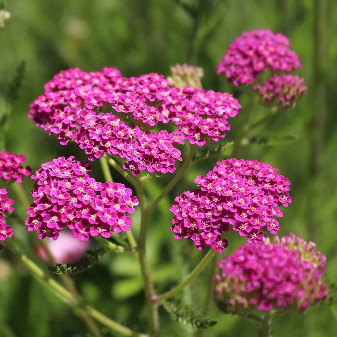 Pink Achillea Yarrow Flower seeds for Planting - Premium Quality, Heirloom & GMO Free Seeds for Home Garden
Sale seeds for planting in home garden
