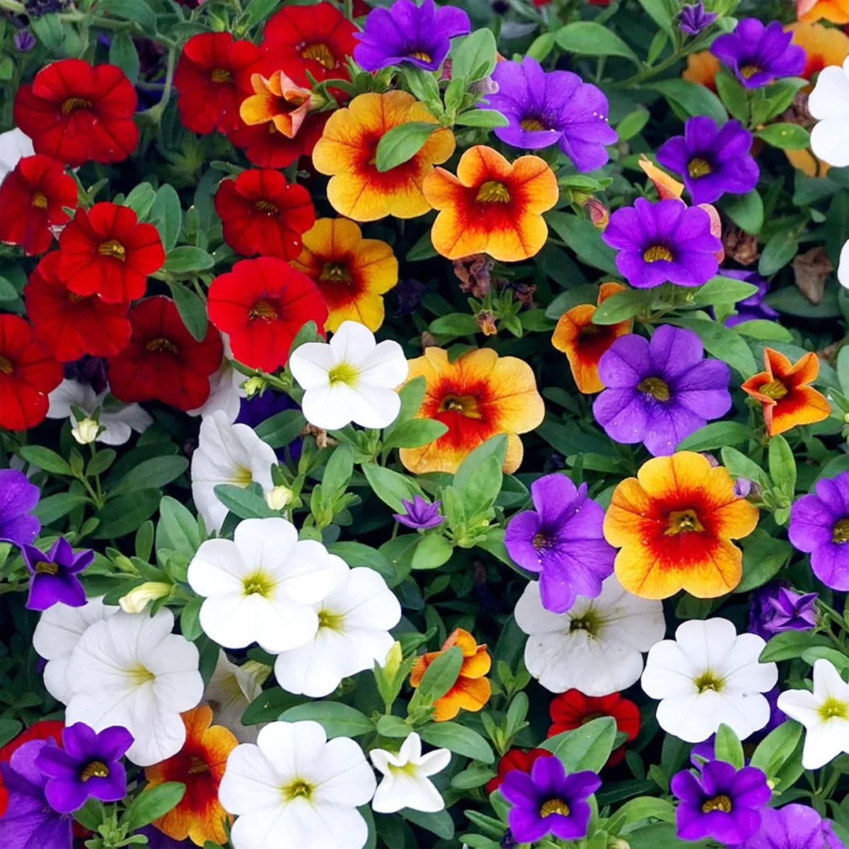 Mixed Calibrachoa Flower seeds for Planting Perfect for Borders Heirloom & GMO Free Seeds for Home Garden
Sale seeds for home garden planting
