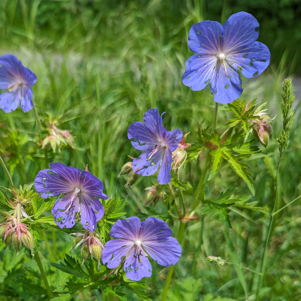Geranium Pratense Flower seeds for Planting Premium Quality Heirloom & GMO Free Seeds for Home Garden
Sale for planting in home garden