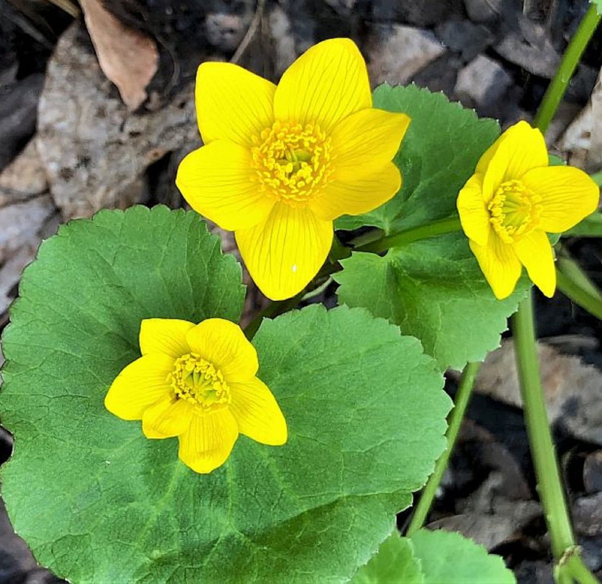 Marsh Marigold Flower seeds for Planting Drought Tolerant Heirloom & GMO Free Seeds for Home Garden
Sale seeds for home garden planting