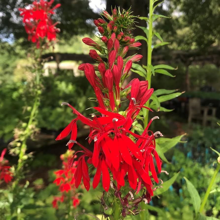 Cardinal Flower seeds for Planting Long Bloom Season Heirloom & GMO Free Seeds for Home Garden
Sale seeds for home garden planting