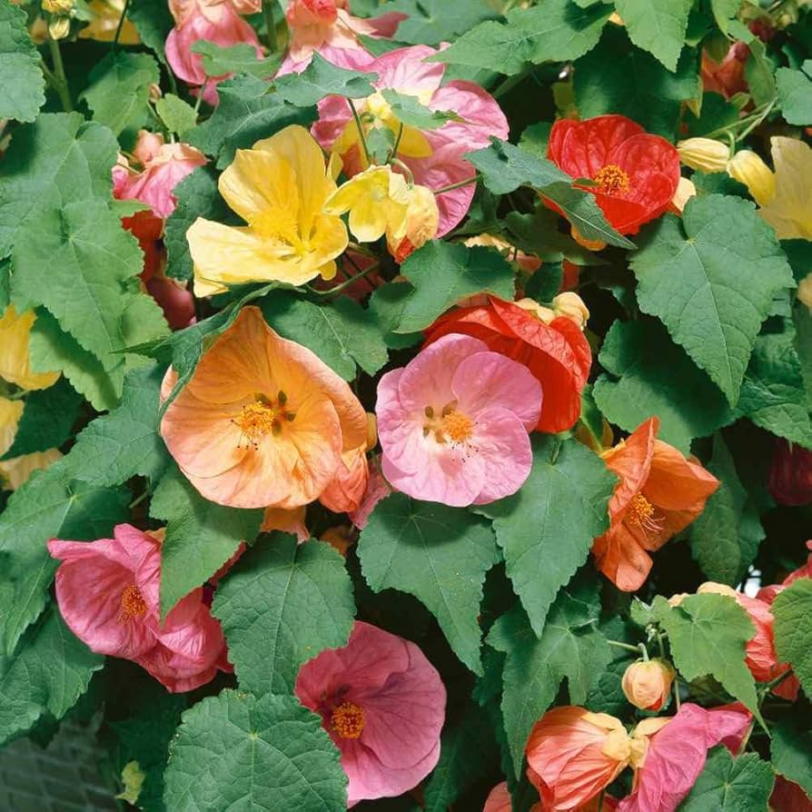 Mix Abutilon Flower seeds for Planting Fragrant Blossoms Heirloom & GMO Free Seeds for Home Garden
Sale seeds for home garden planting